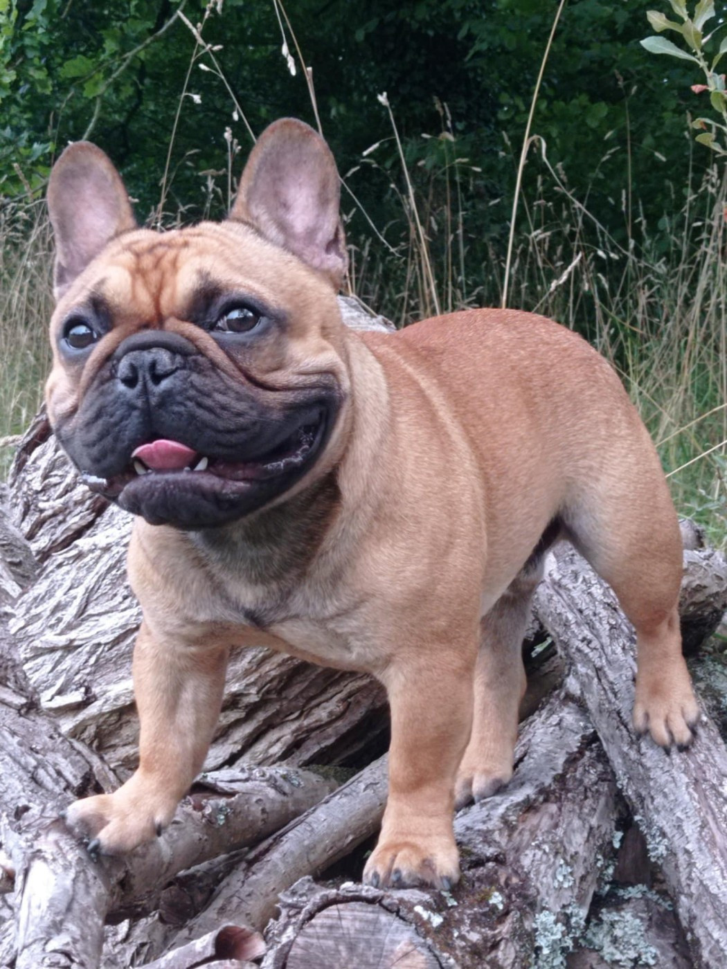 VROUM Du Domaine Des Boulipotes