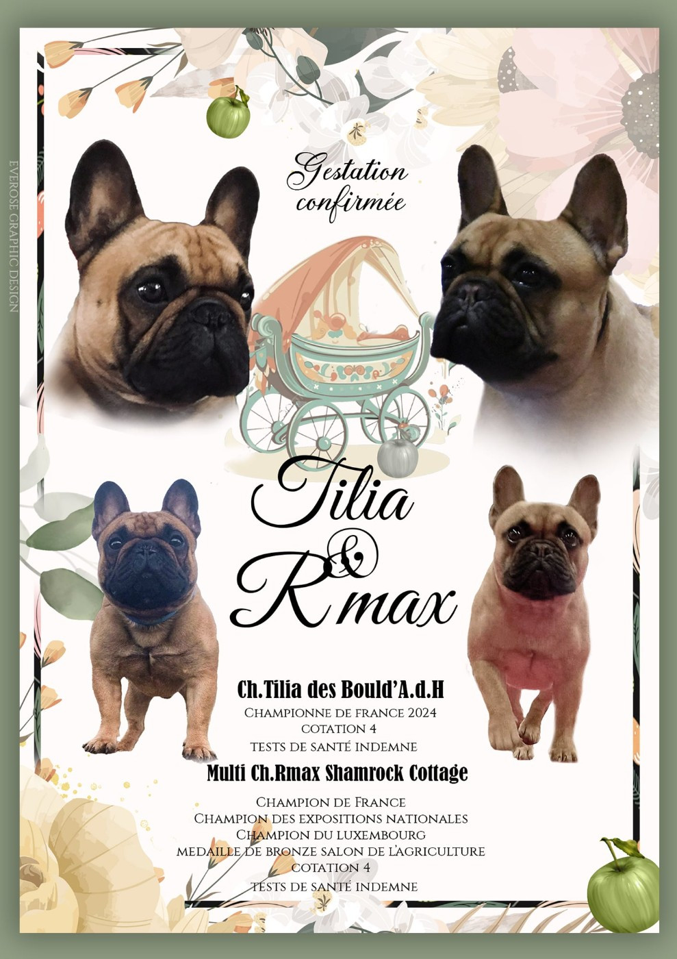 Du Domaine Des Boulipotes - Bouledogue français - Portée née le 05/09/2024